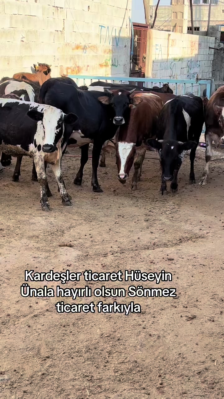 @Ahmet Sönmez