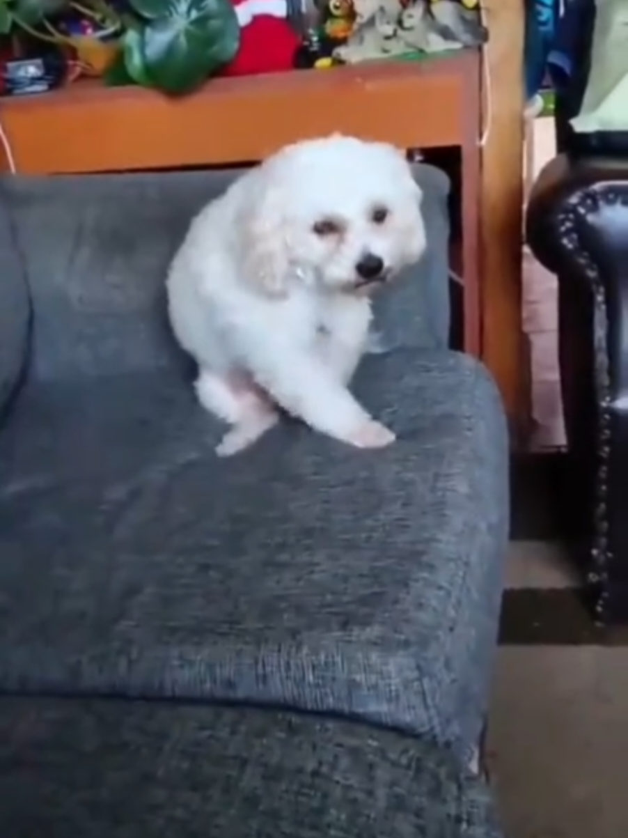 @thedogmeme