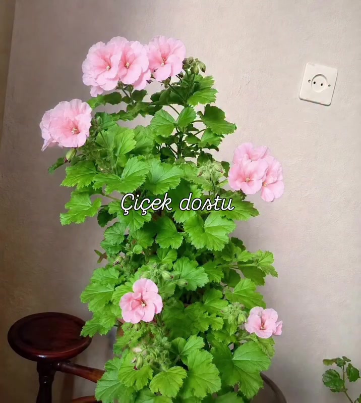 @💧&Ccedil;i&ccedil;ek dostu 🇹🇷💧