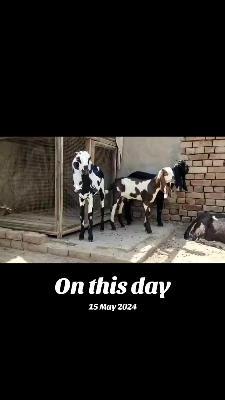 @Alsyed Goat Farm