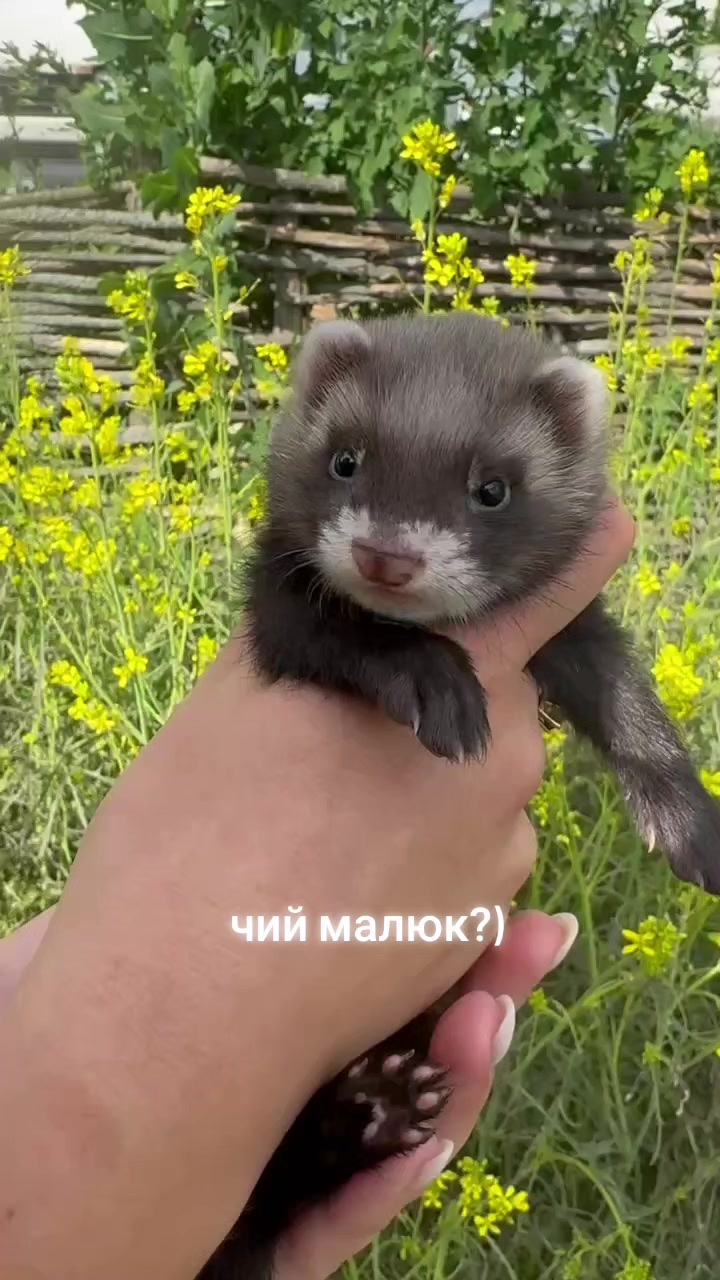 @🦦 Хорьки Київ 🇺🇦