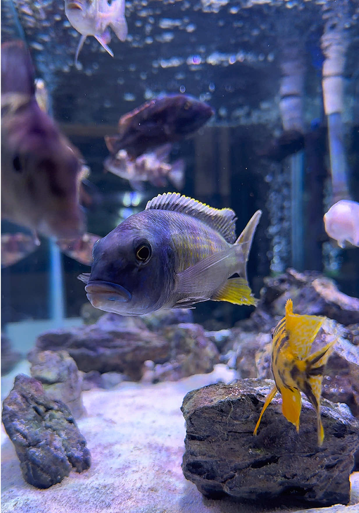 @Cichlid Adventures