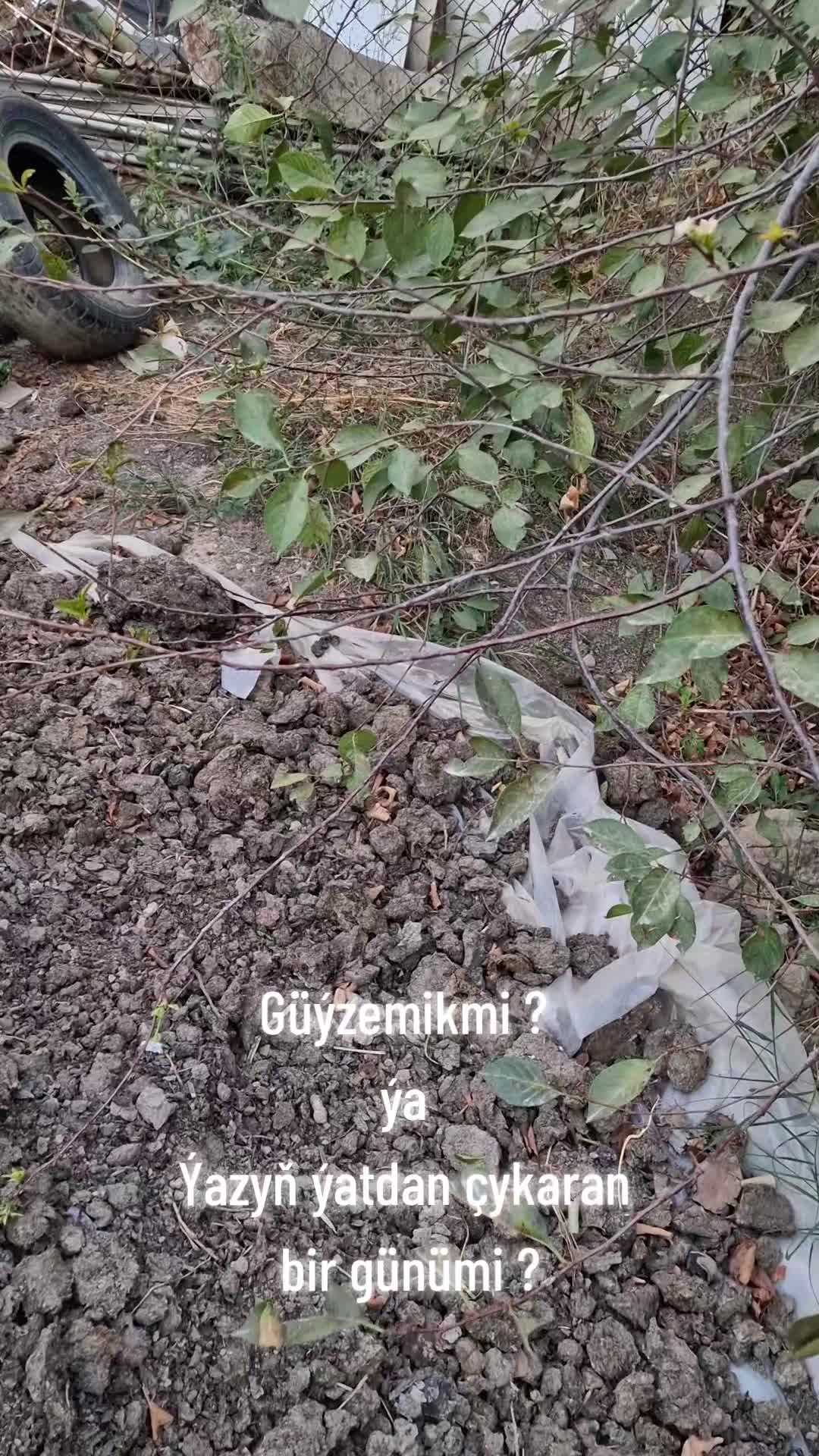 @Gunesh_Jomart