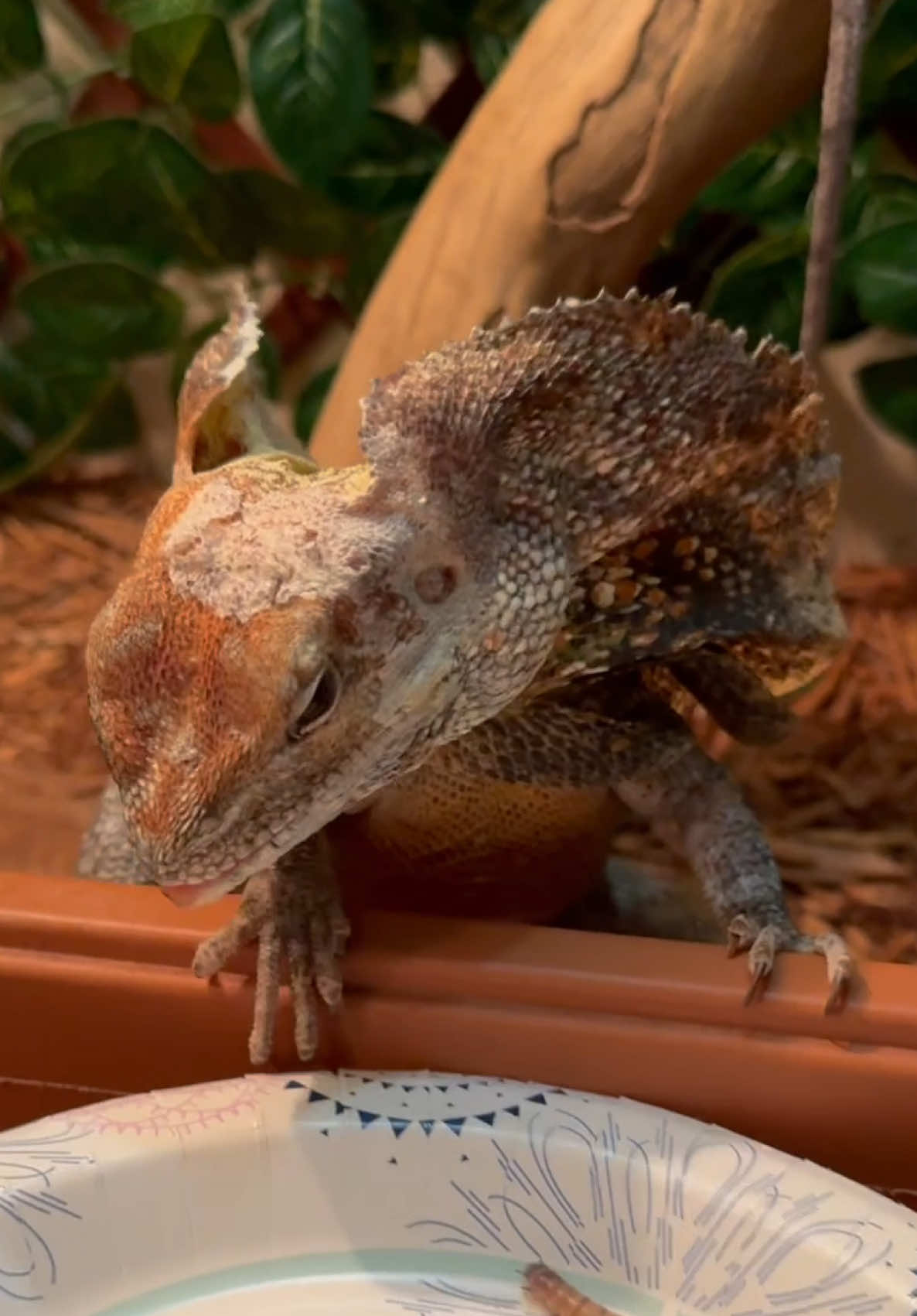 @Tommys_reptiles