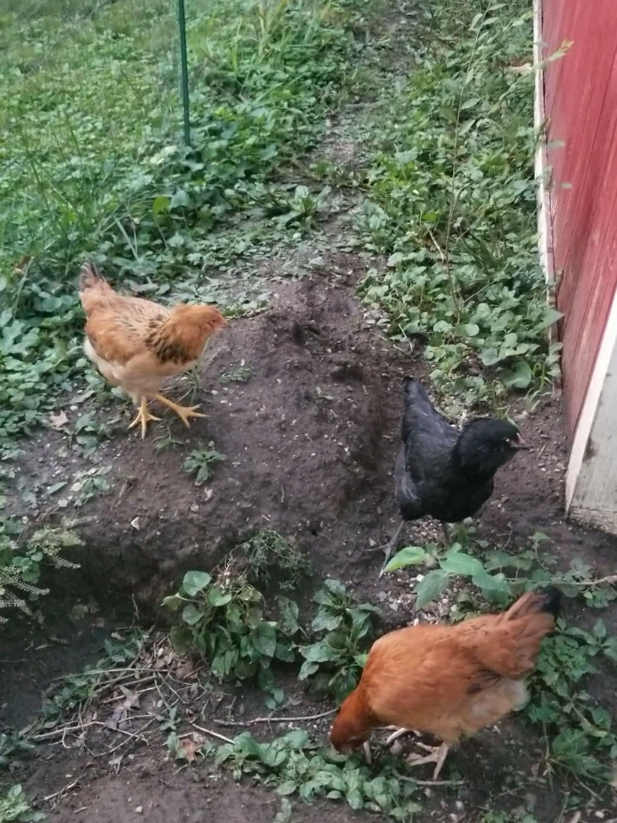 @CityChickenFarm