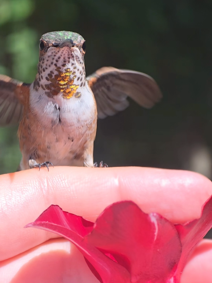 @unreal_hummingbirds