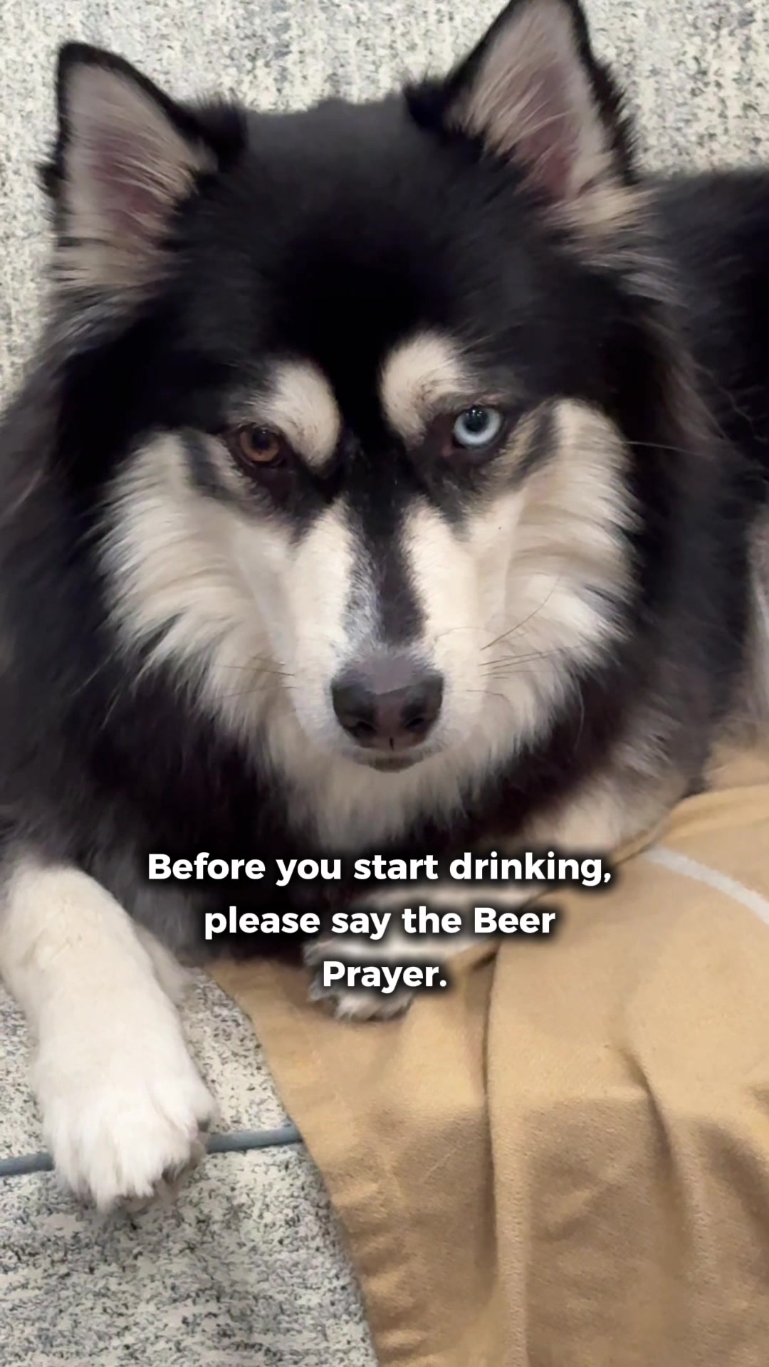 @Zeus the Pomsky🐾