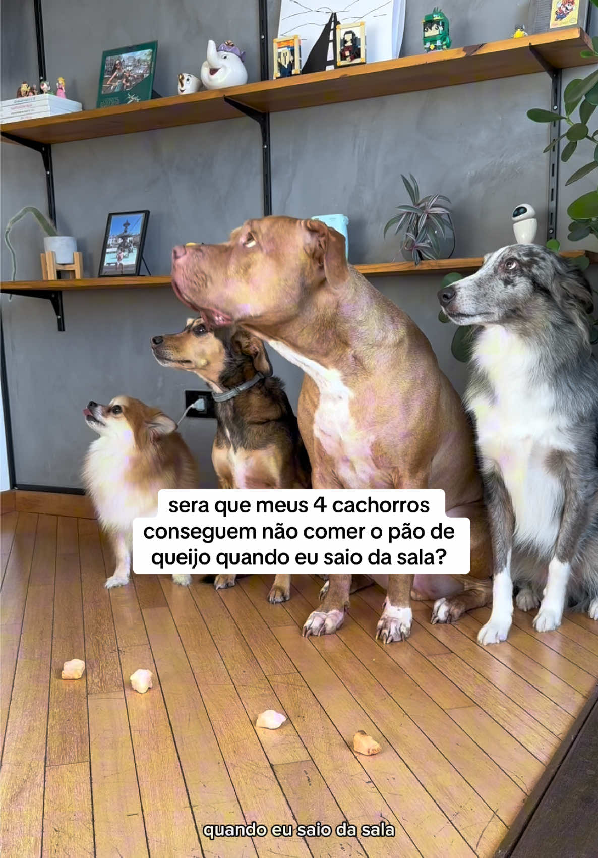@2DOGSEMEIO