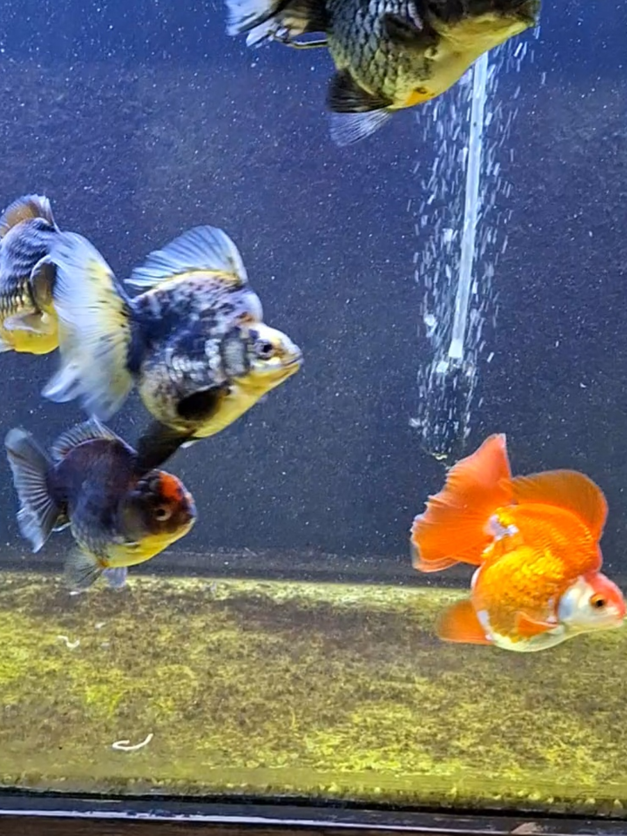 @🍓 Angelo 🐡