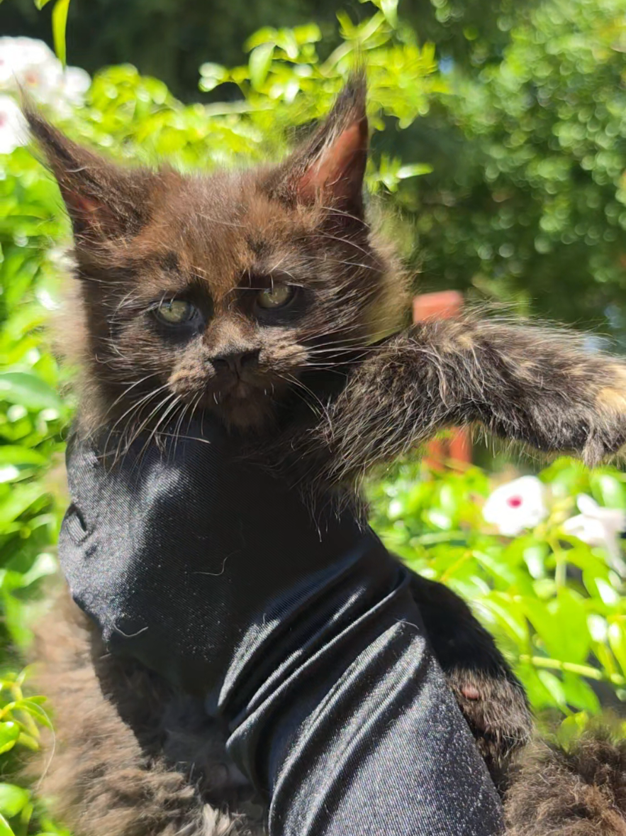 @Peaky Claws Cattery