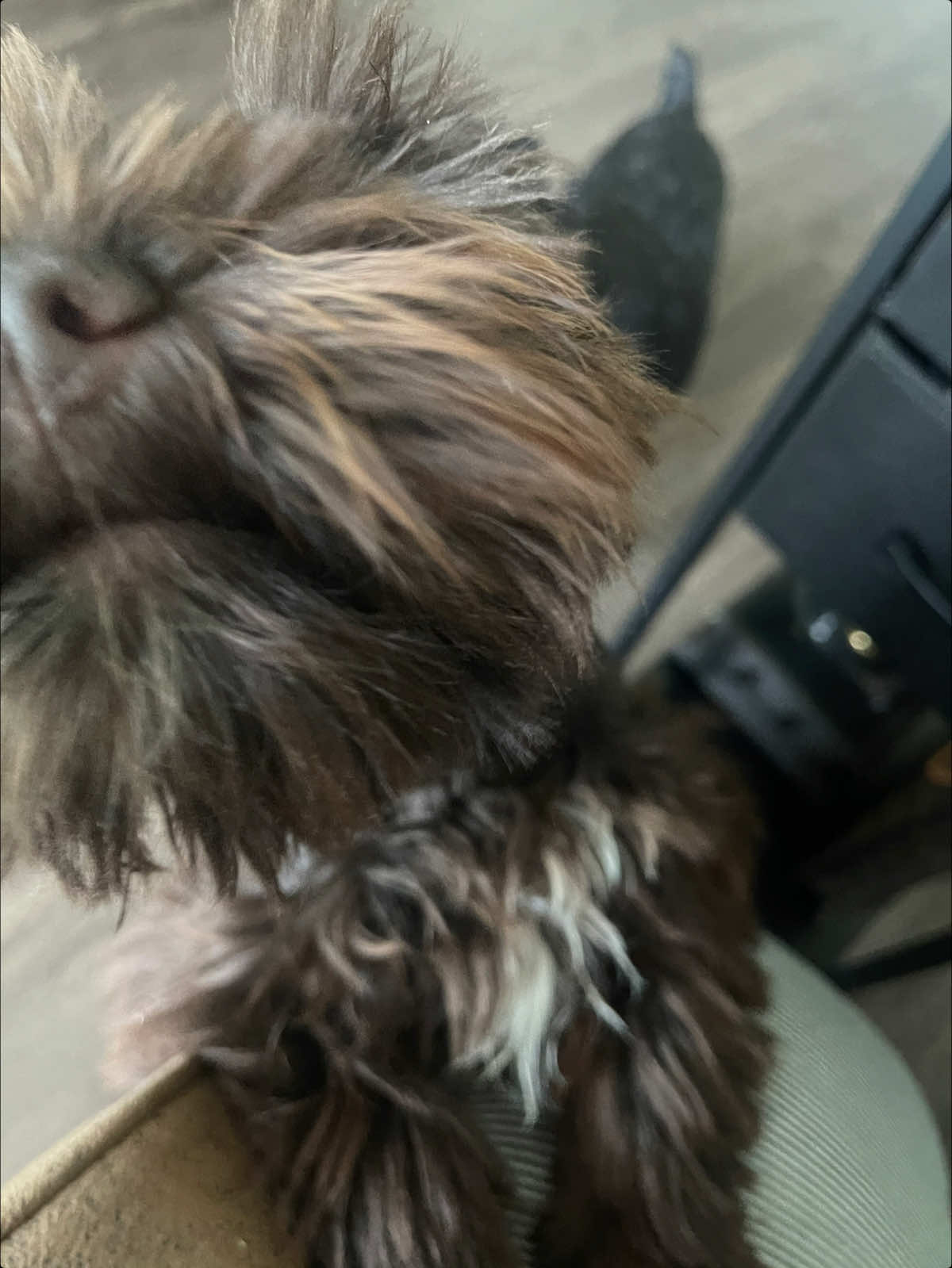 @LOU&rsquo;VON MINISCHNAUZER