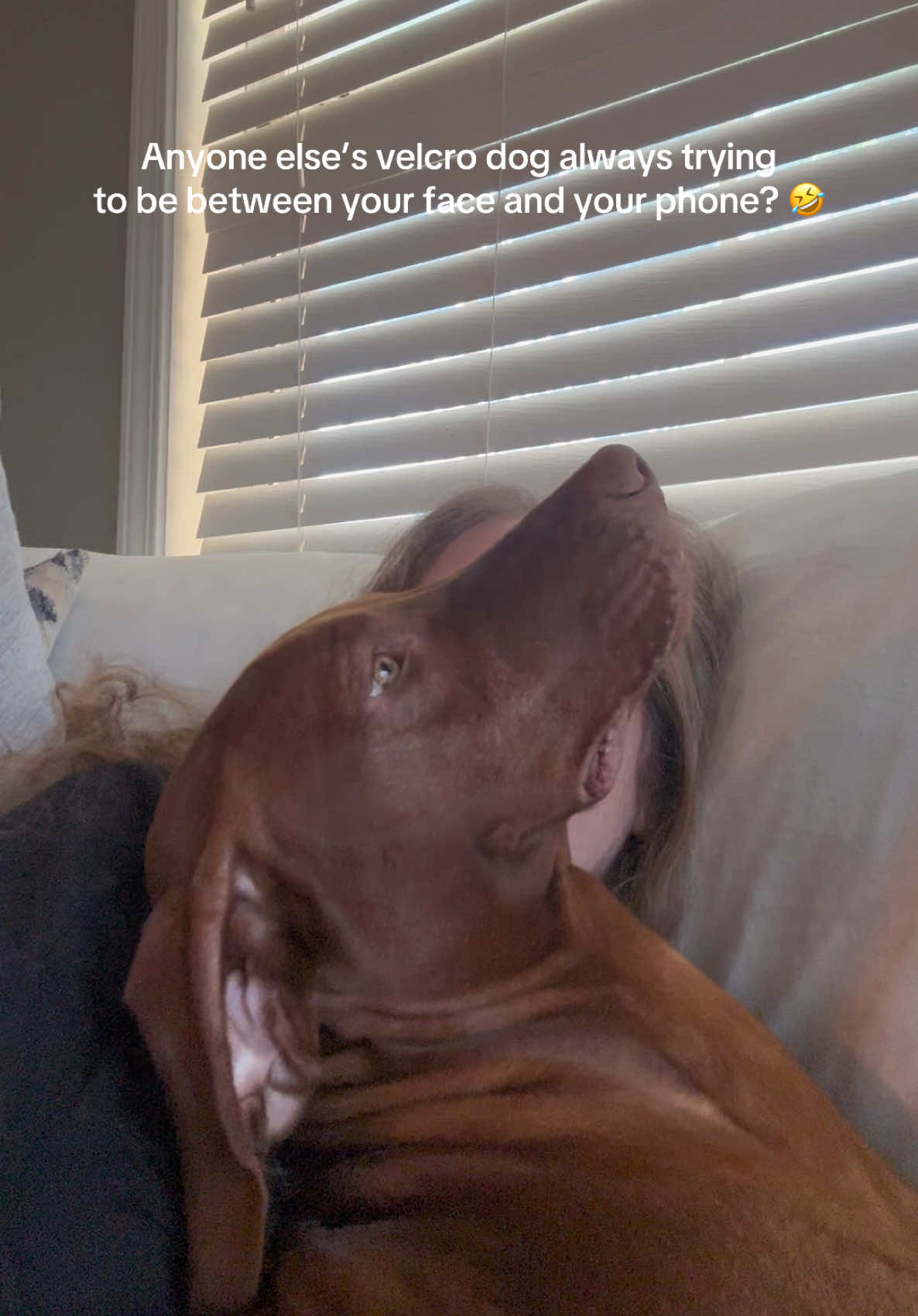 @Tycho the vizsla