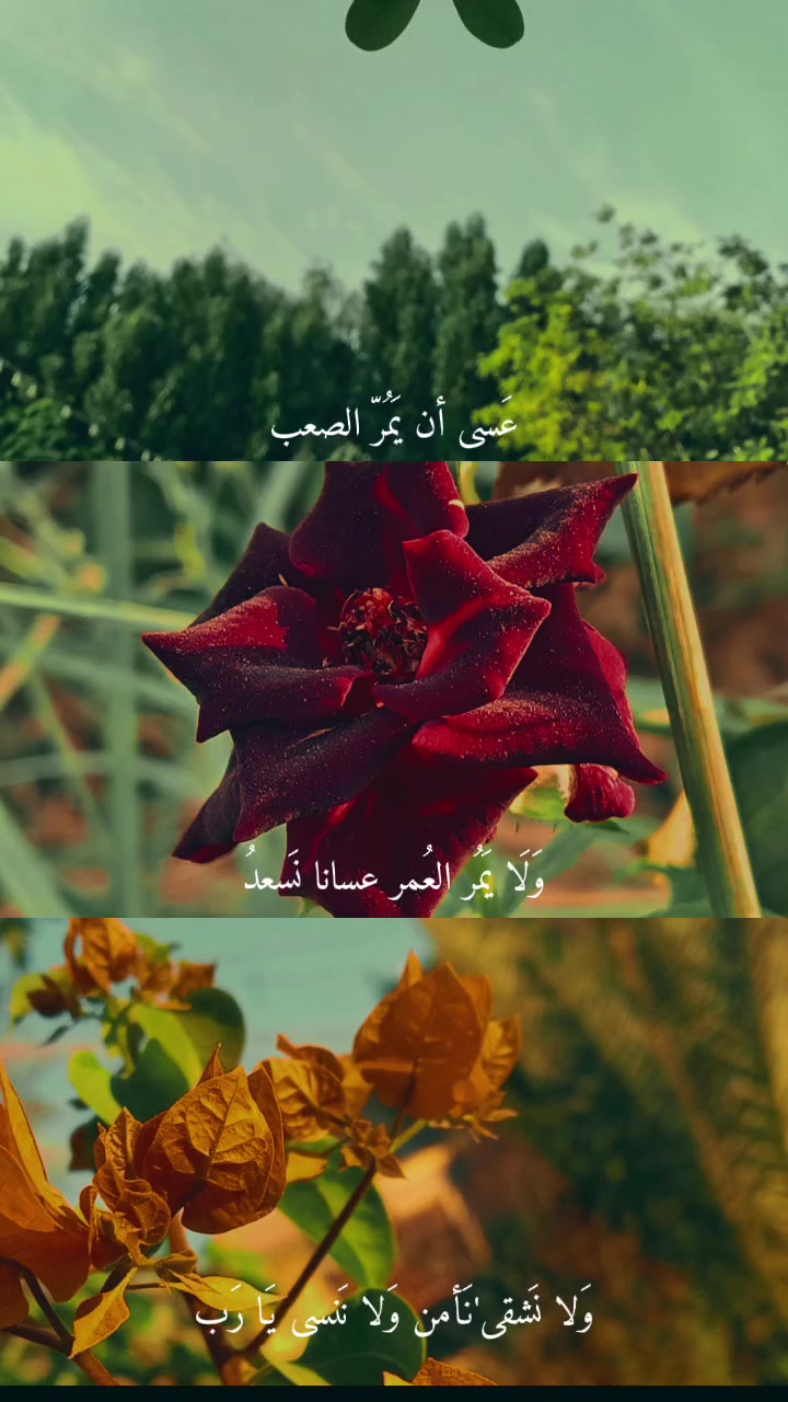 @𝖋𝖆𝖗𝖆𝖘𝖍🧡🦋