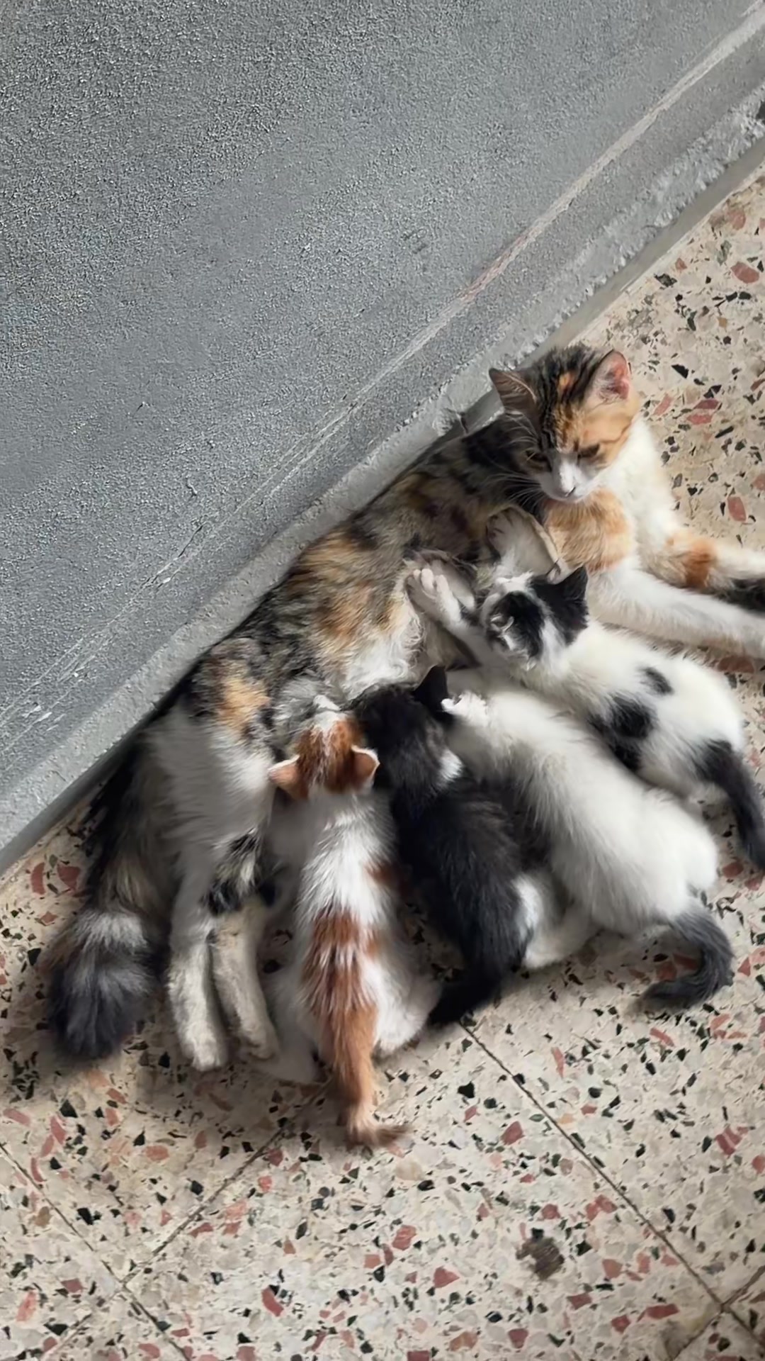 @Bizadanaliyik