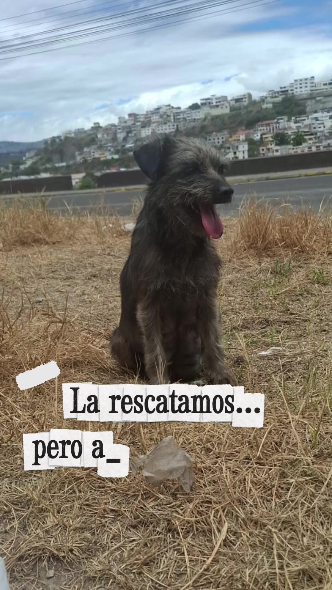 @Amigoscaninos_Ambato