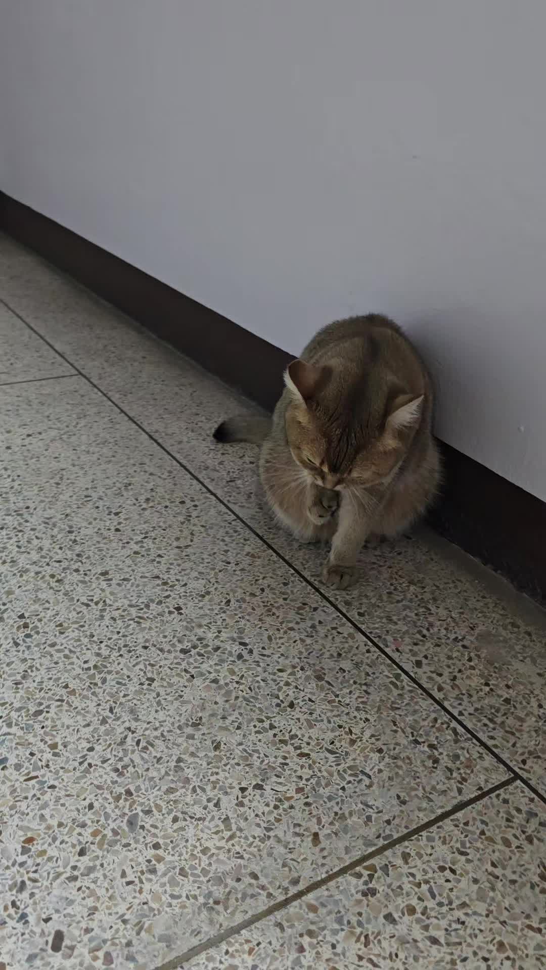 @고양이 형아
