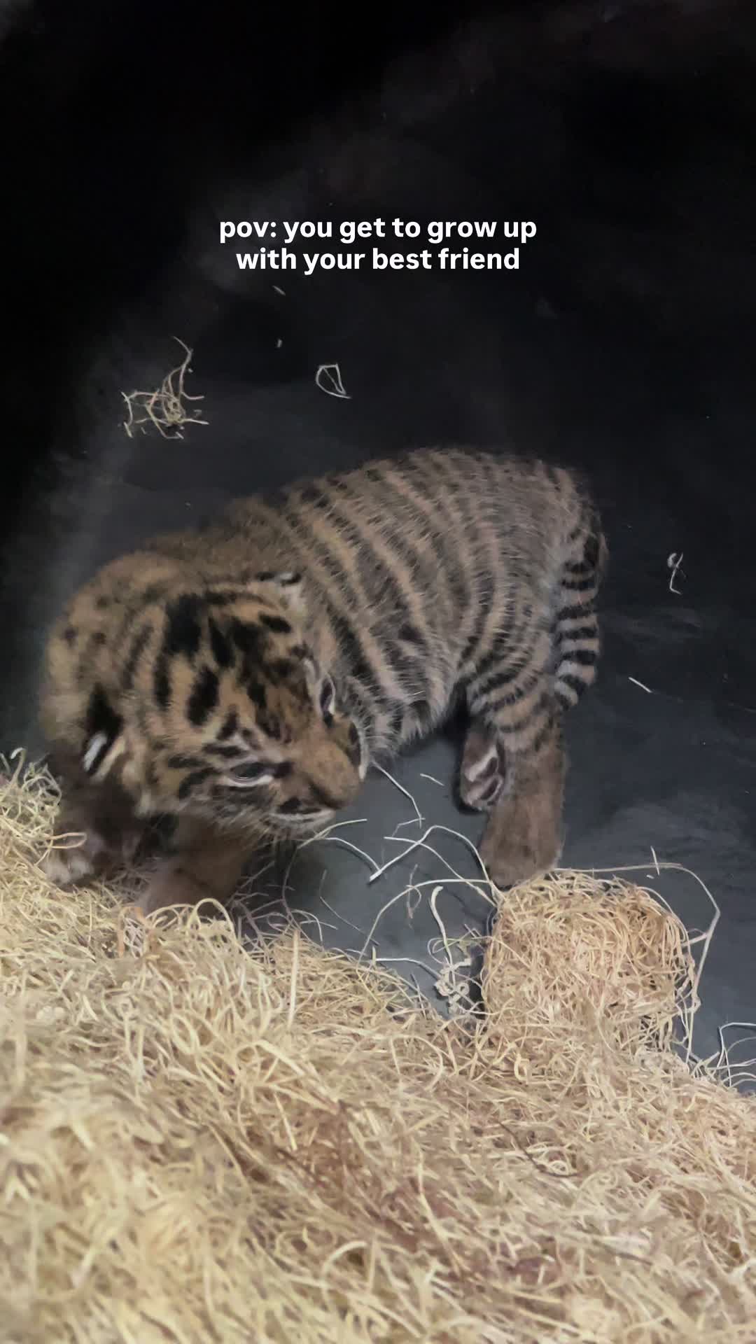 @memphiszoo