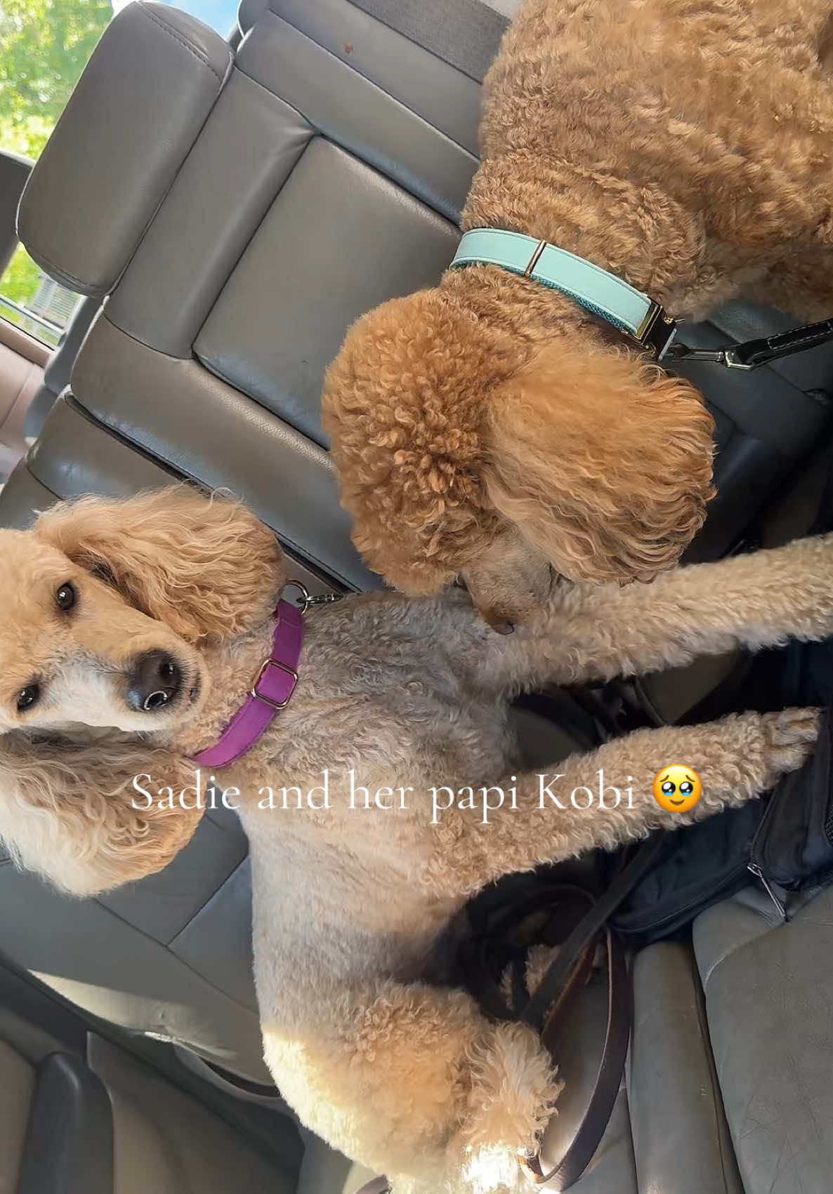 @packwalkdiaries