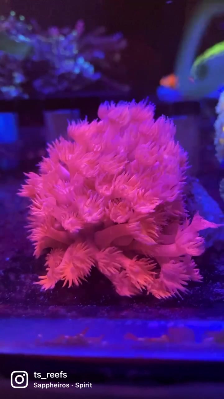 @Ts_reefs