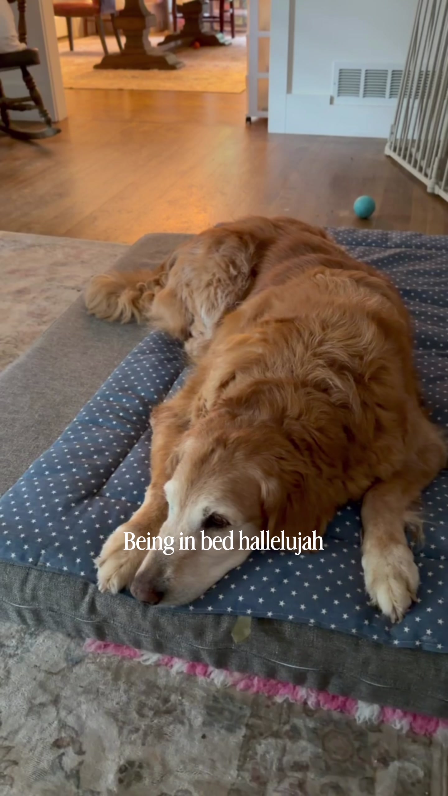 @DogMomisms