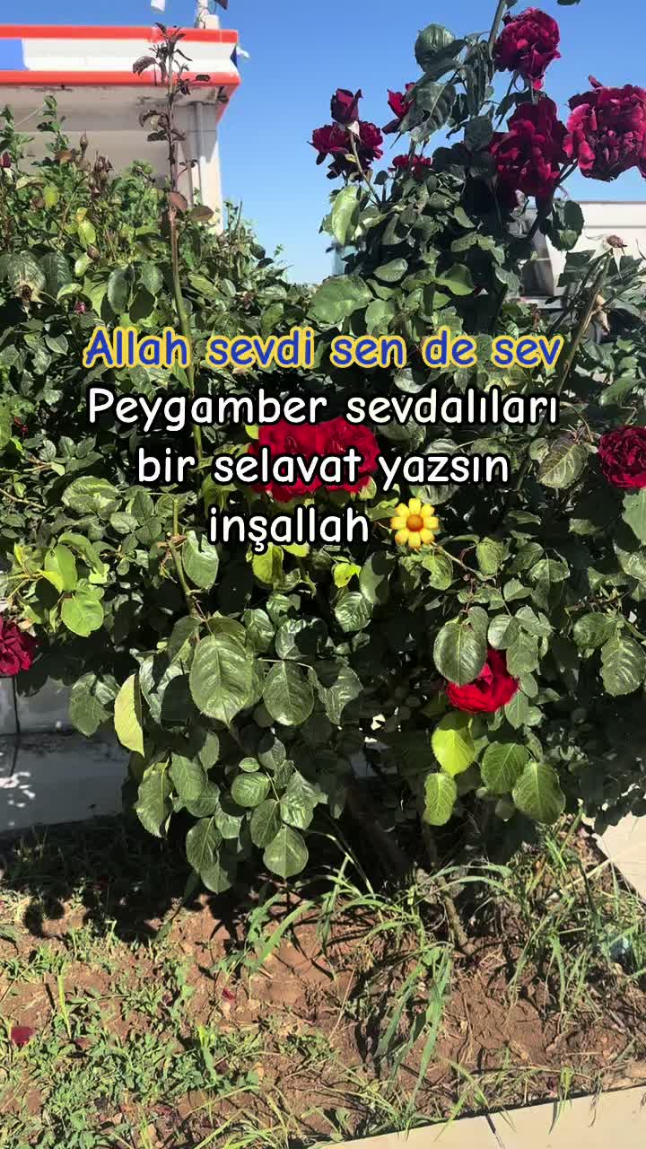 @papatyamm