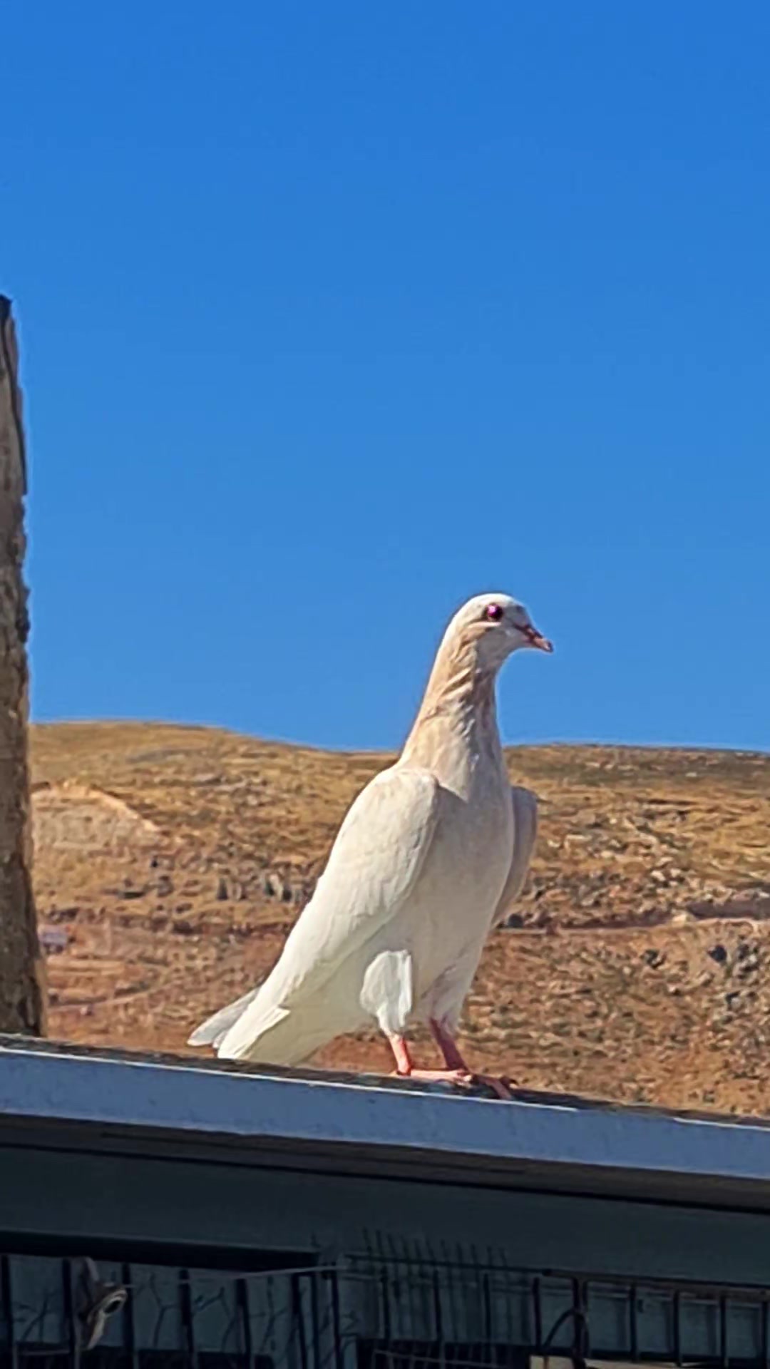 @Pigeons Tv