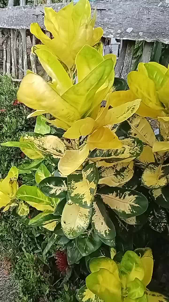 @NUNUNG INSANI