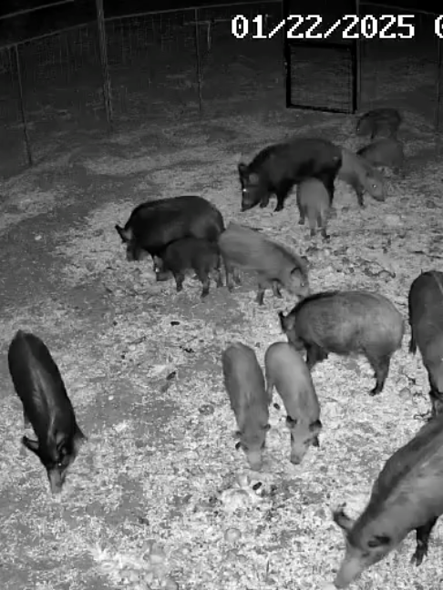 @Hog Brothers Custom Hog Traps