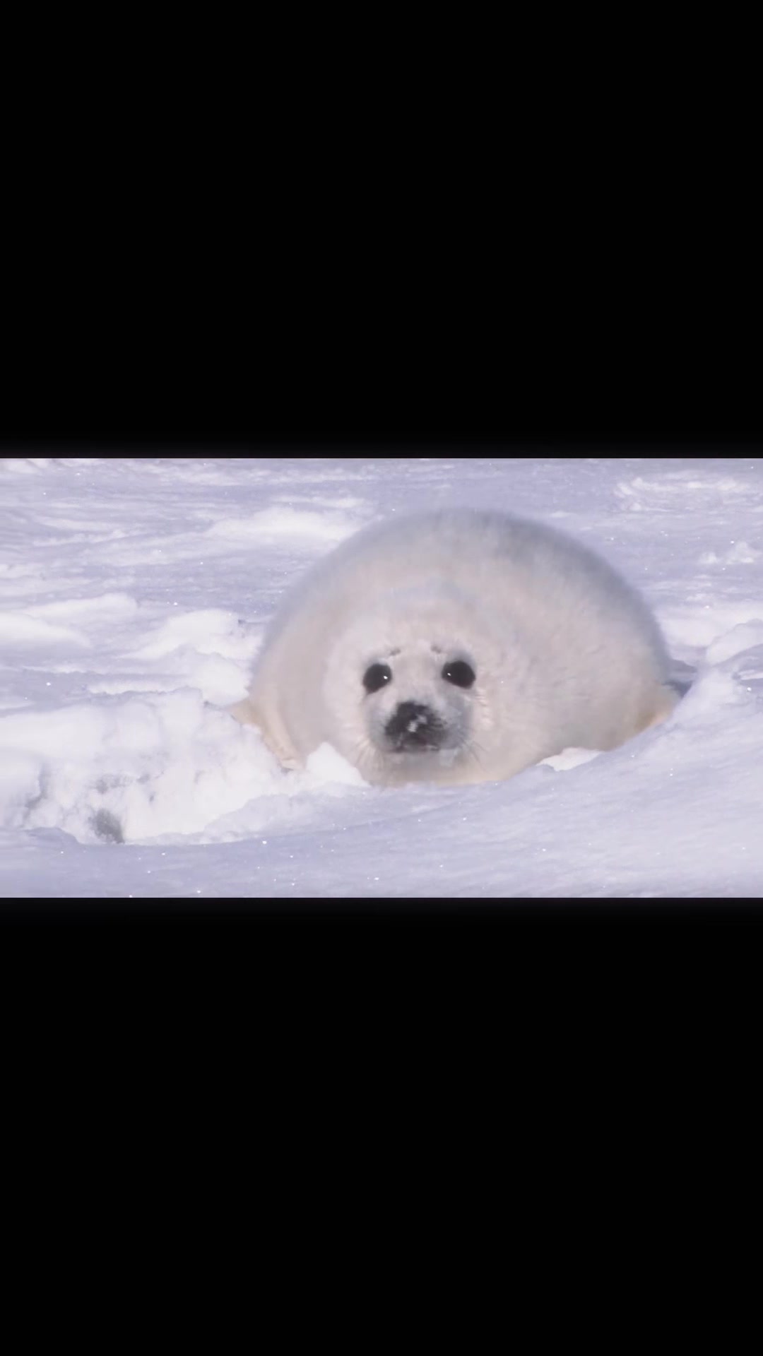 @seal lover 🦭⋆˚꩜｡⋆˚🩵