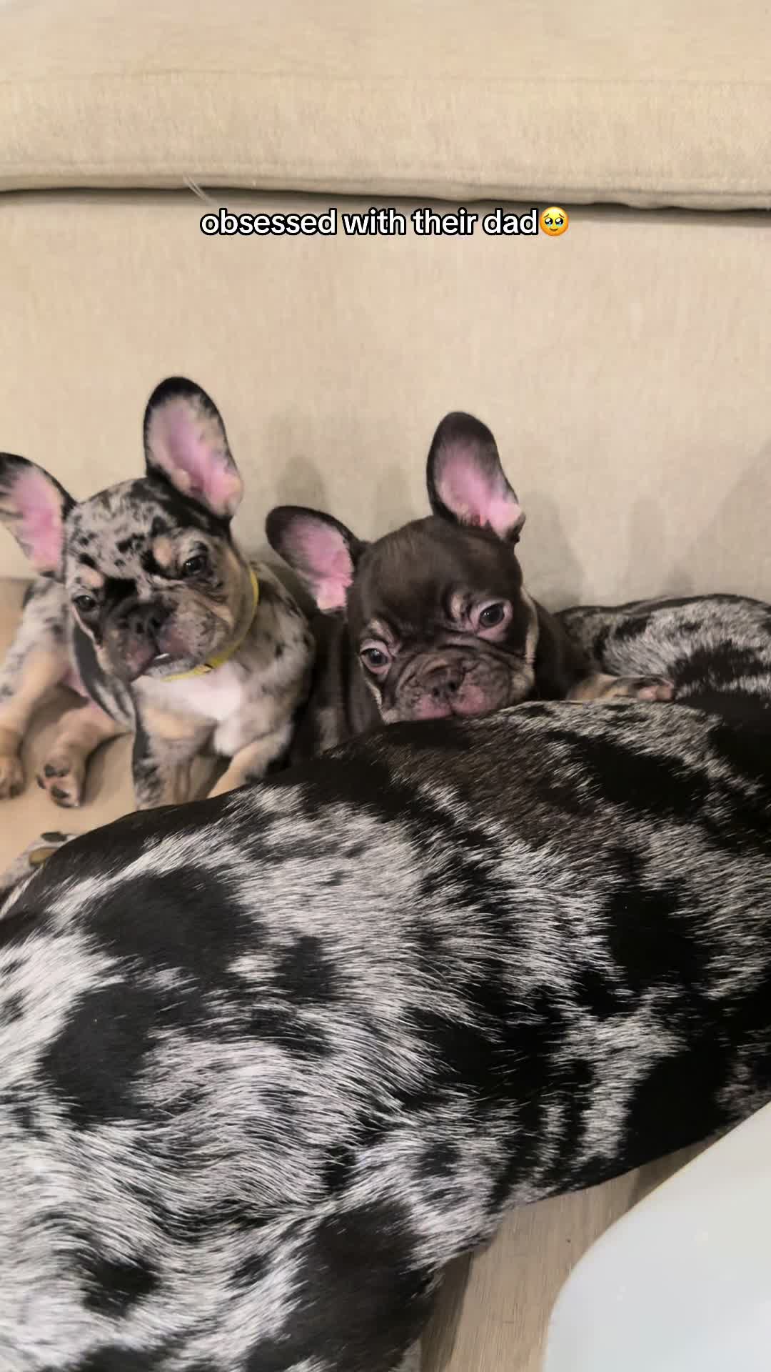 @frenchiesofvegas