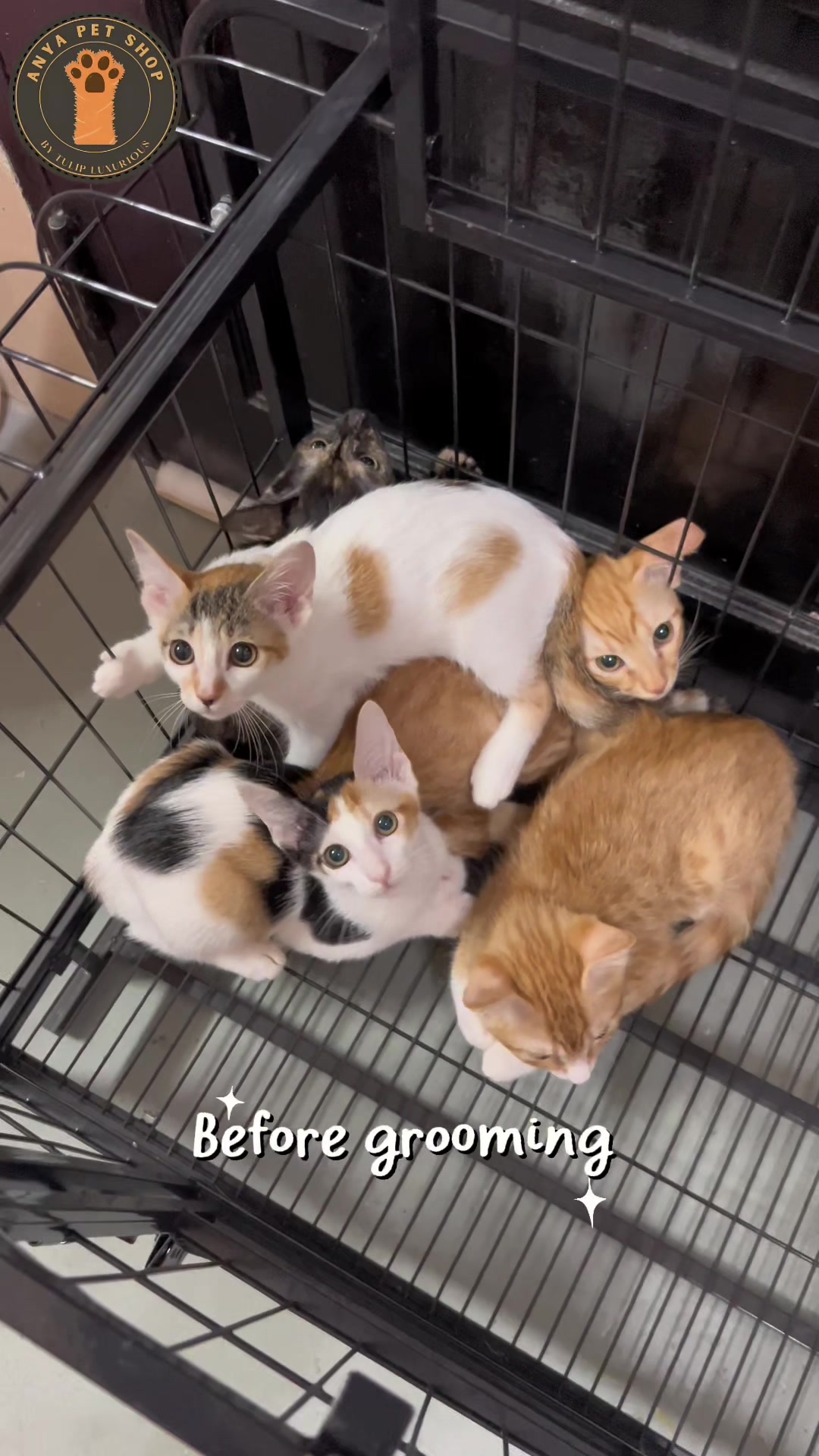 @Anya Pet Shop