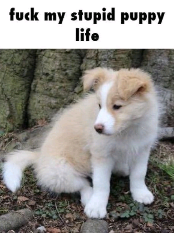 @‧˚꒰🐾𝓜𝓪𝓽𝓽𝓮𝓸 ˚. ᵎᵎ
