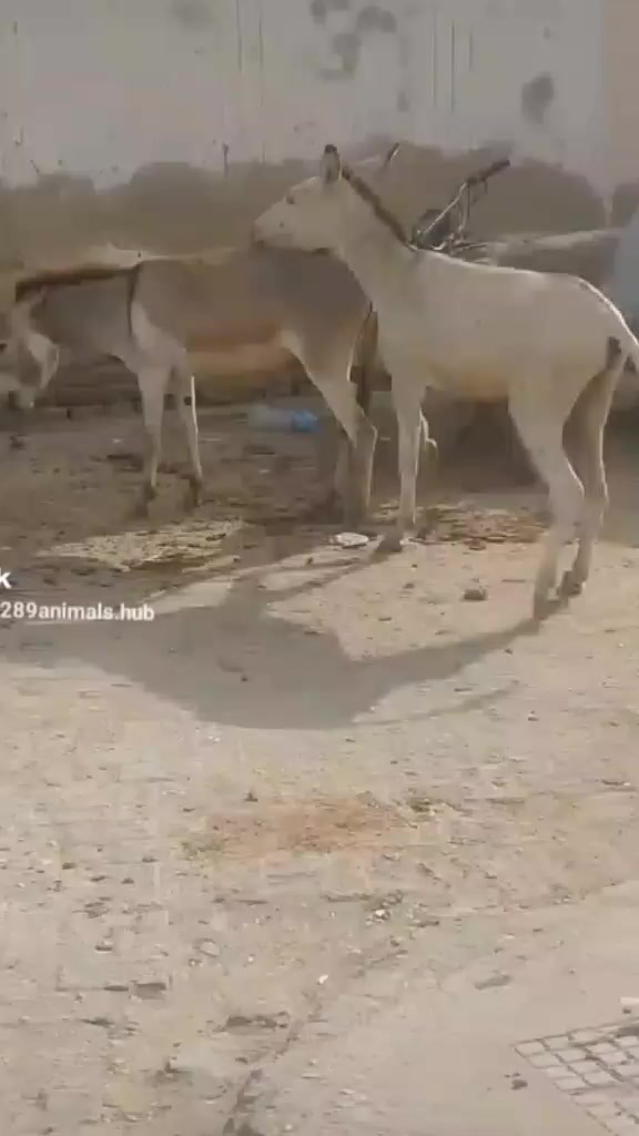 @029289Animals Hub Lovers