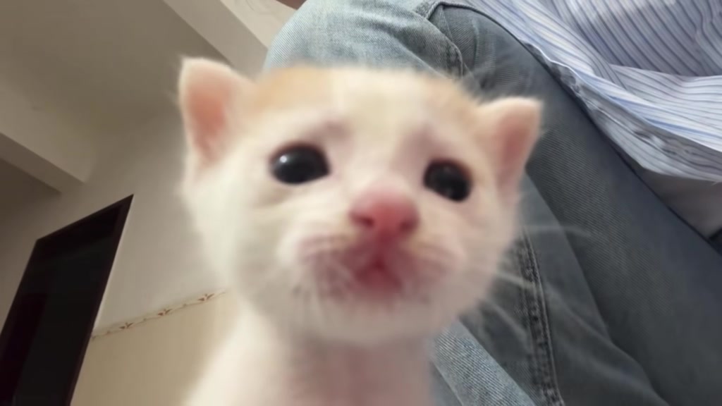 @catbosssss