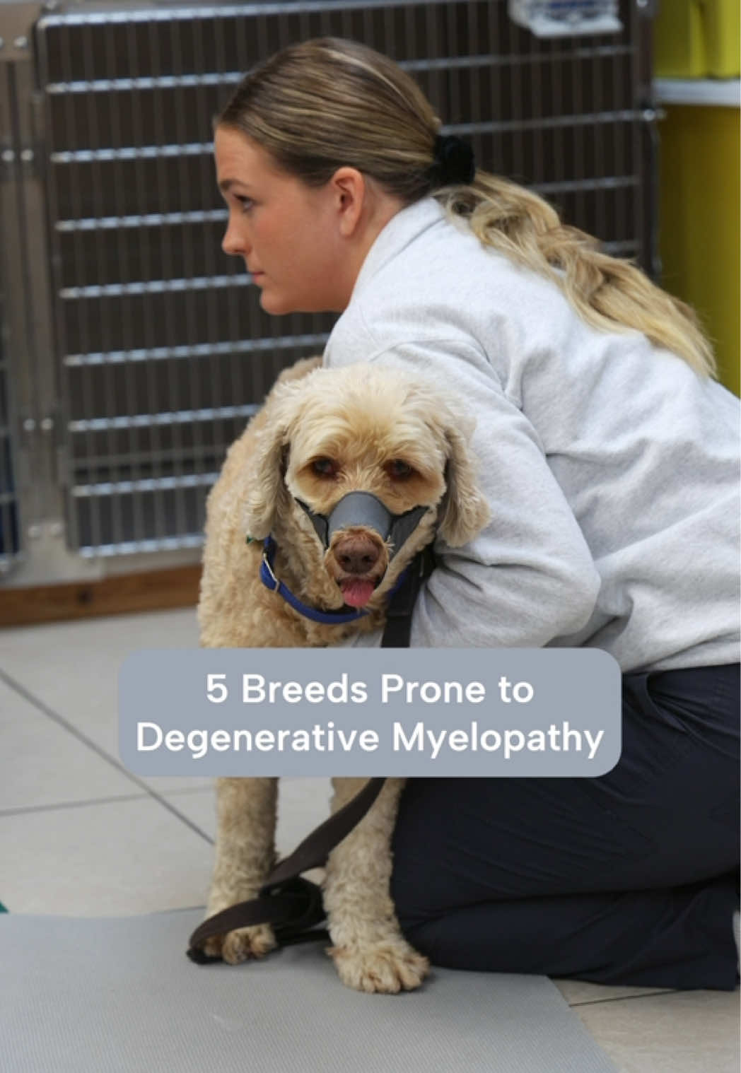 @Southeast Veterinary Neurology