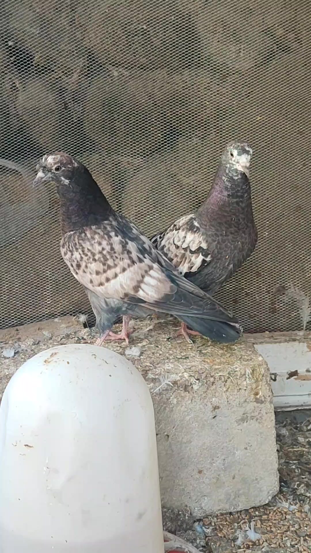 @ibrahim05🇦🇿