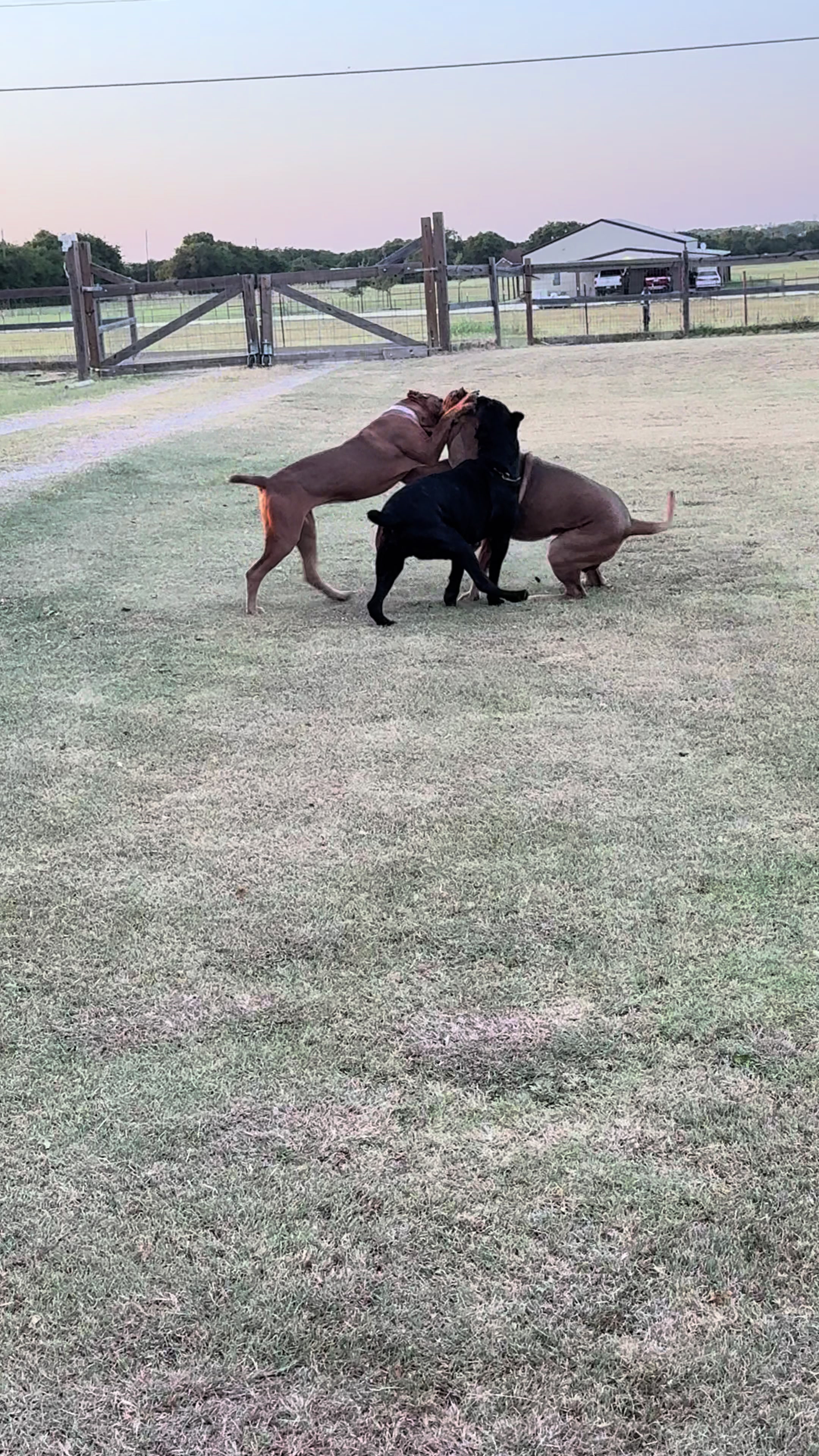 @AandMCaneCorsos