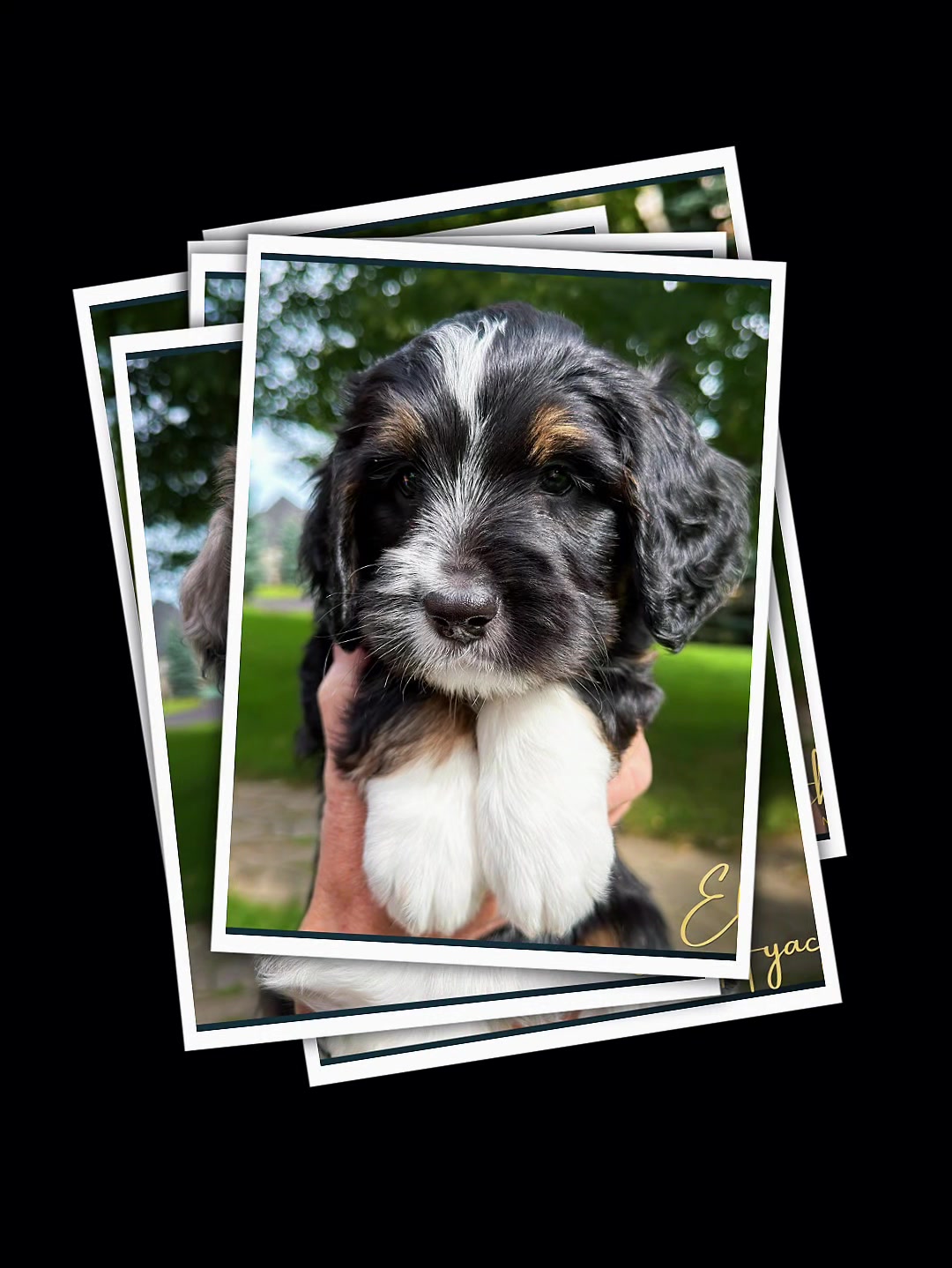 @Rocky View Bernedoodles 🇨🇦