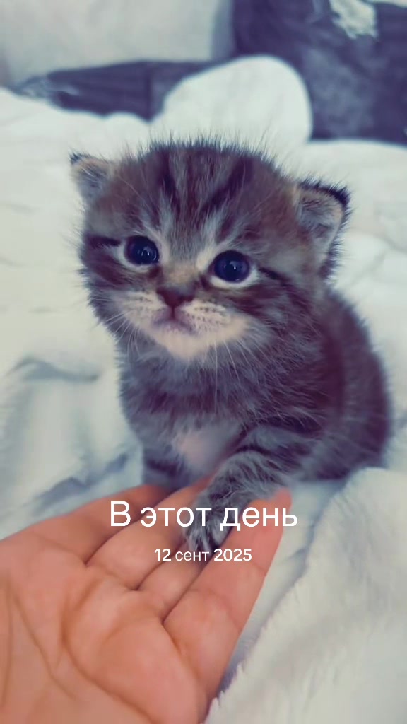 @🐯ТИГРИЦА 🐯
