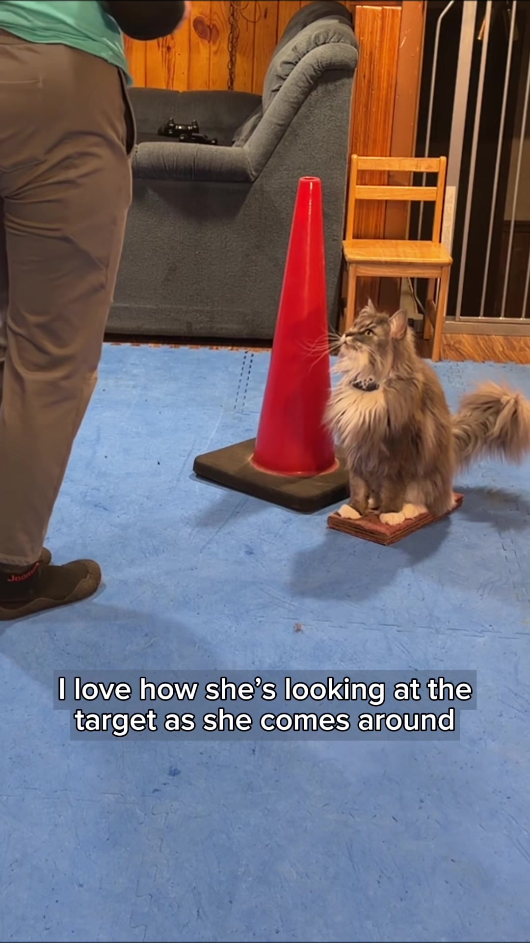 @Laura Waudby - Dog Sports