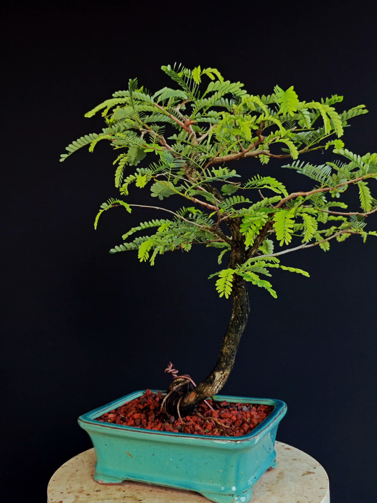 @Bryan Loves Bonsai