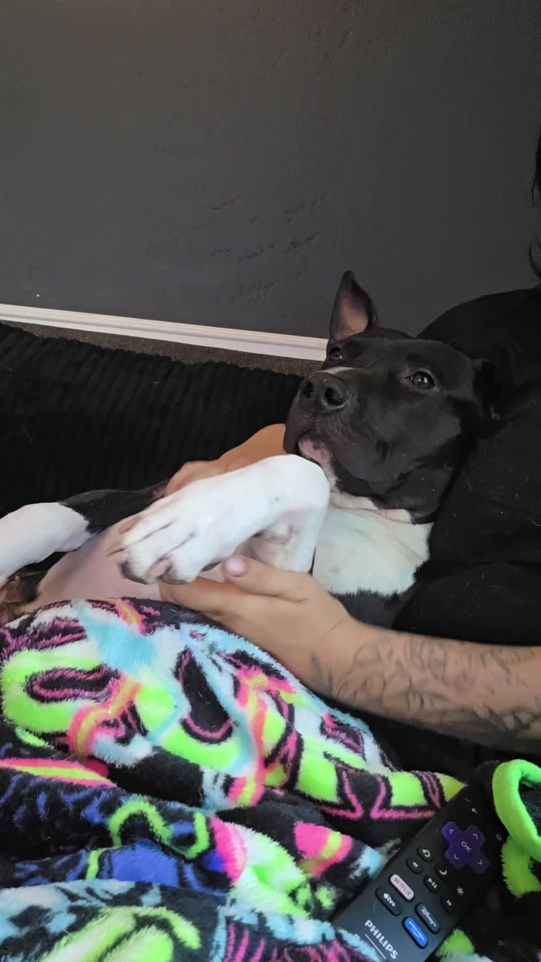 @RaisingHell.Hounds🇨🇦