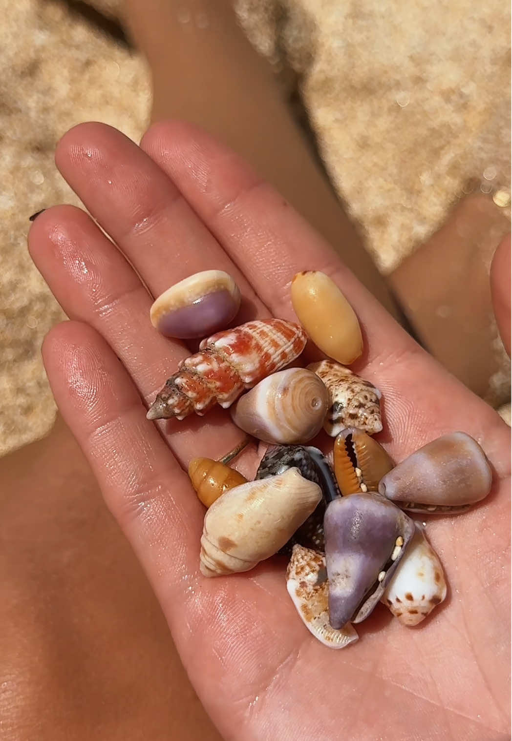 @Islandshells