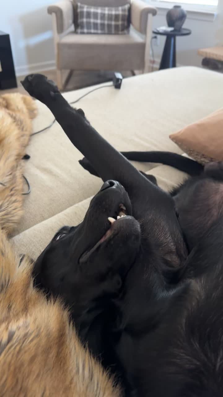 @ghostblacklab