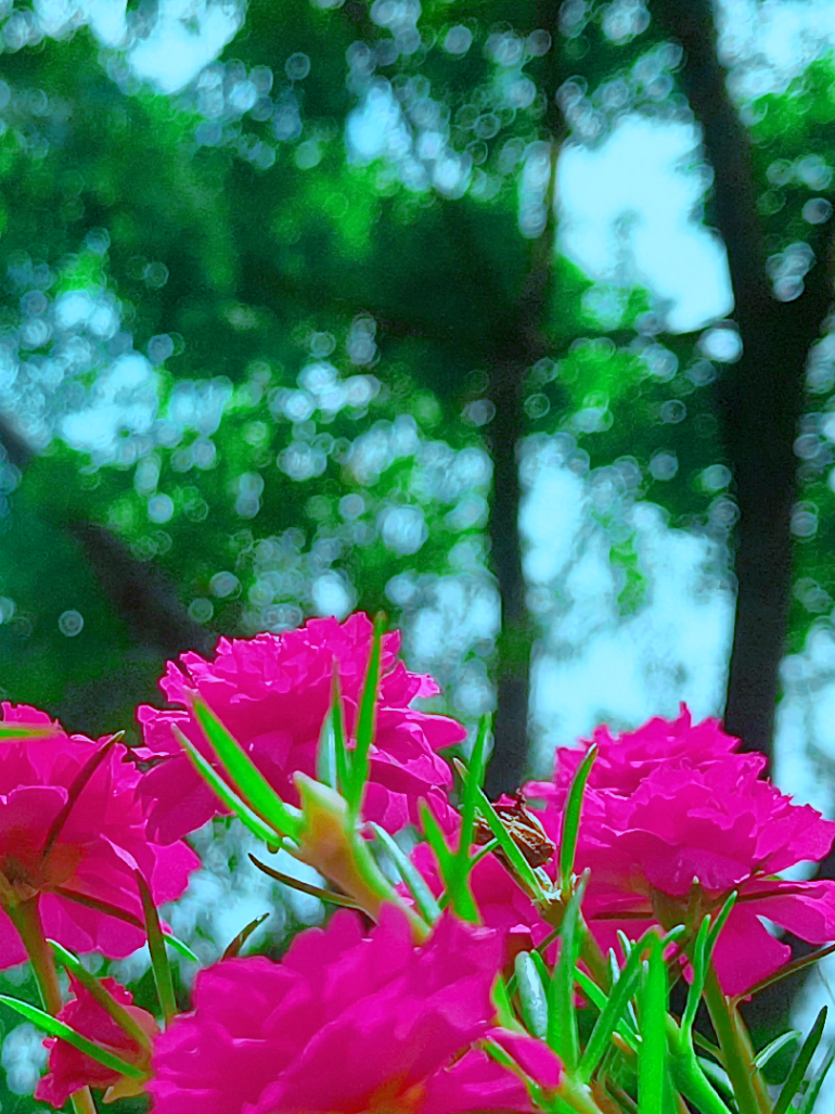 @🪺🦋বাংলার প্রকৃতি 🌾🌹