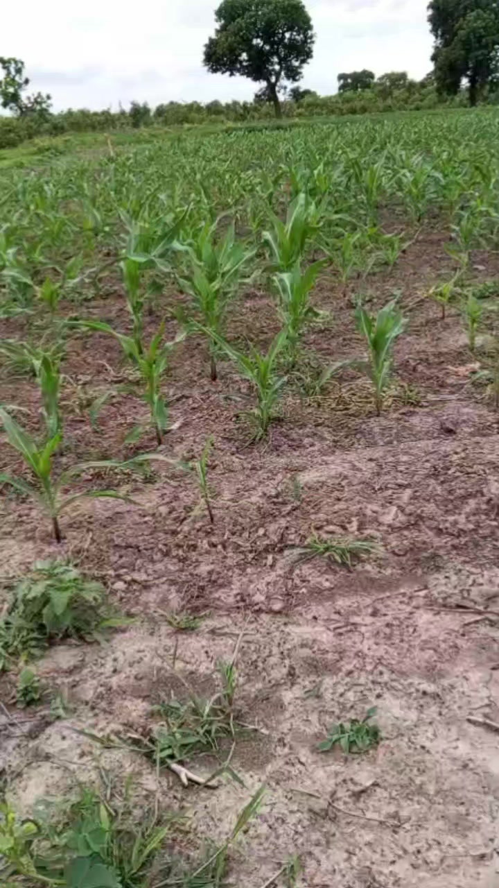 @Le Petit Agronome