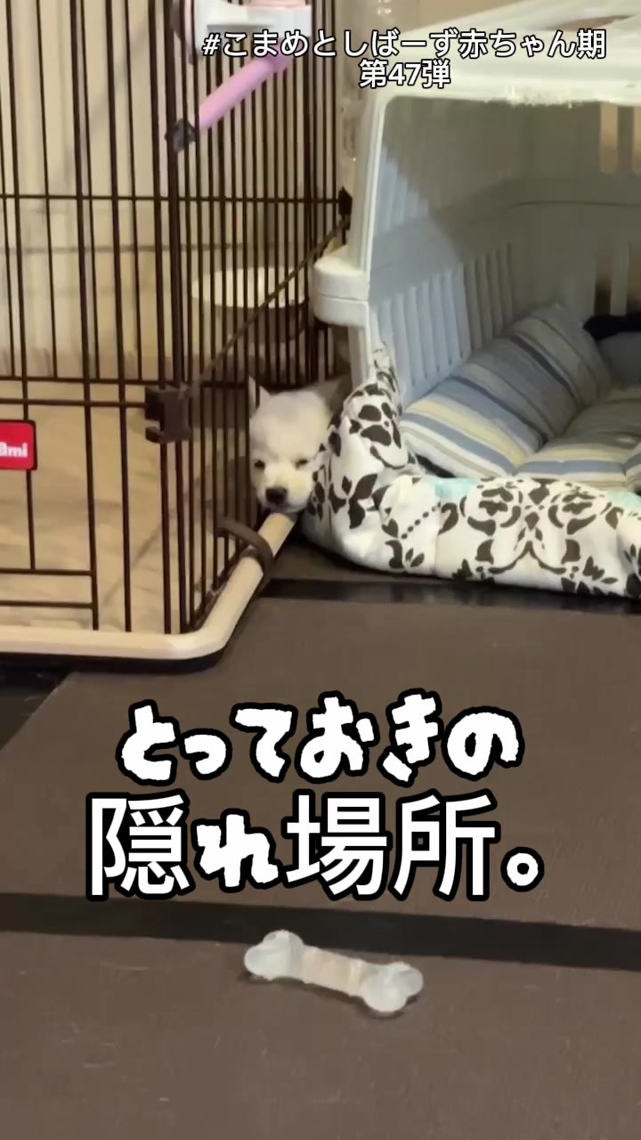 @こまめとしばーず🐾