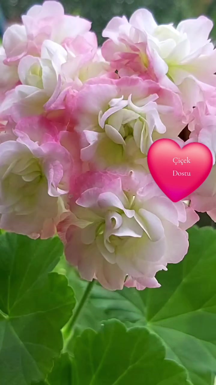 @💧Çiçek dostu 🇹🇷💧