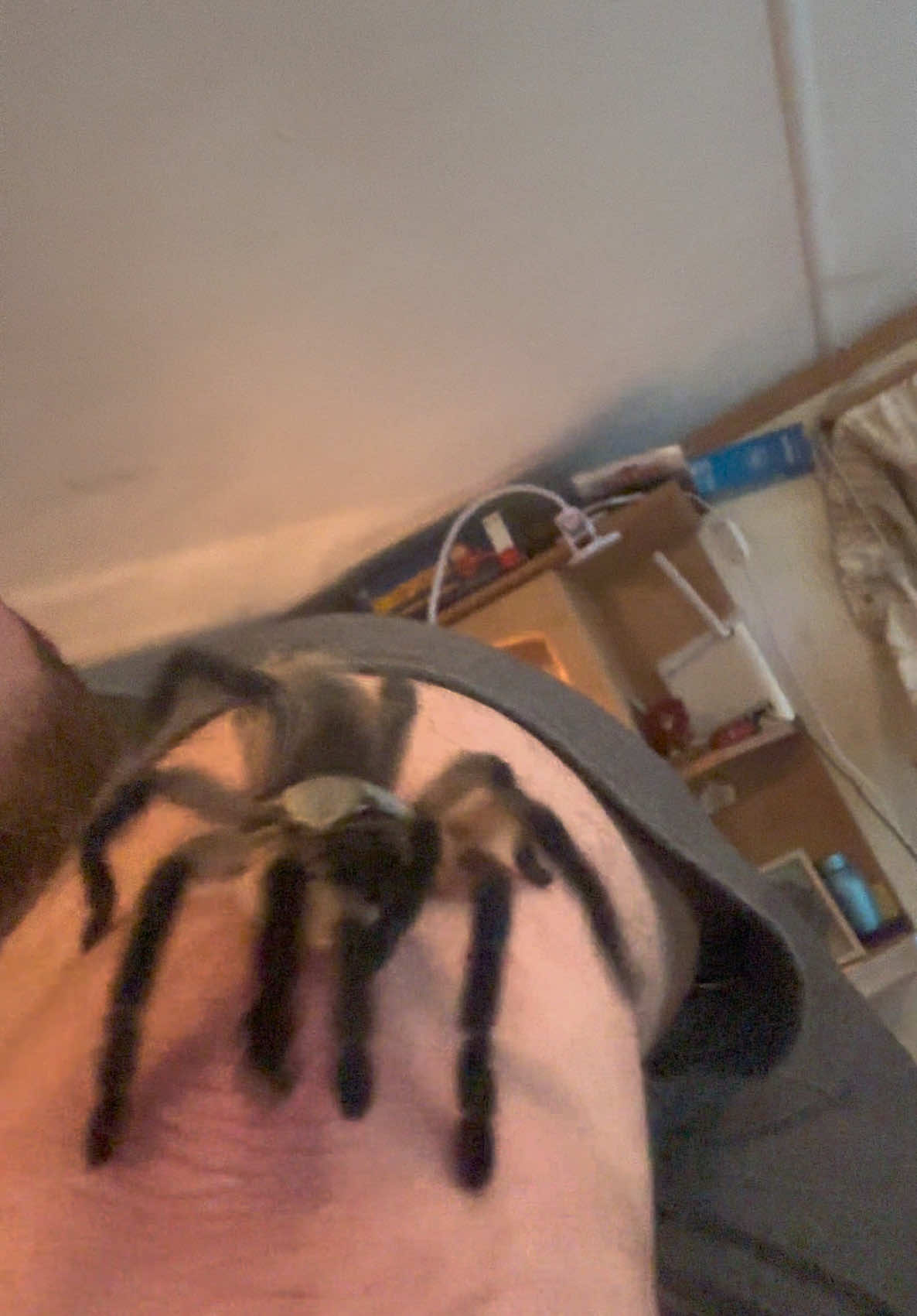 @The Spider Caravan