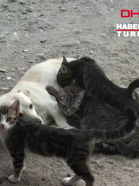 @Habertürk TV